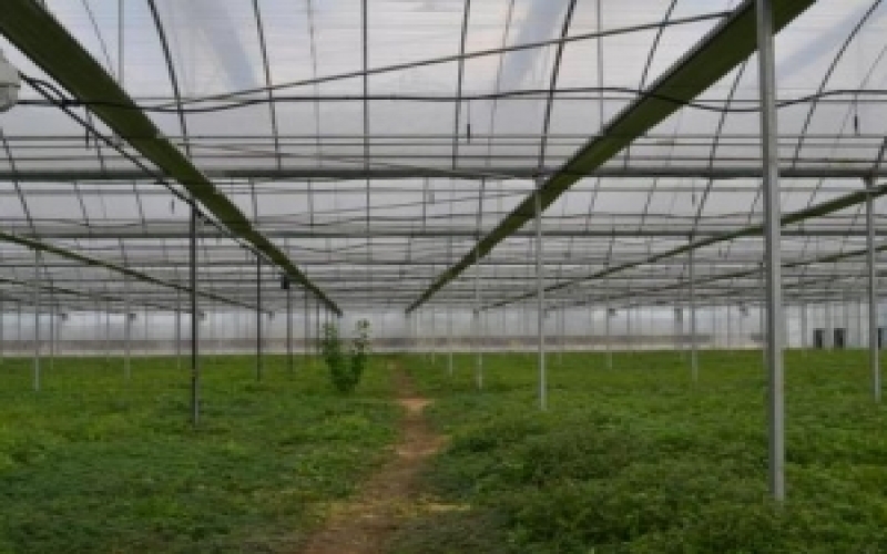 智慧農業(yè)園區(qū)監(jiān)測